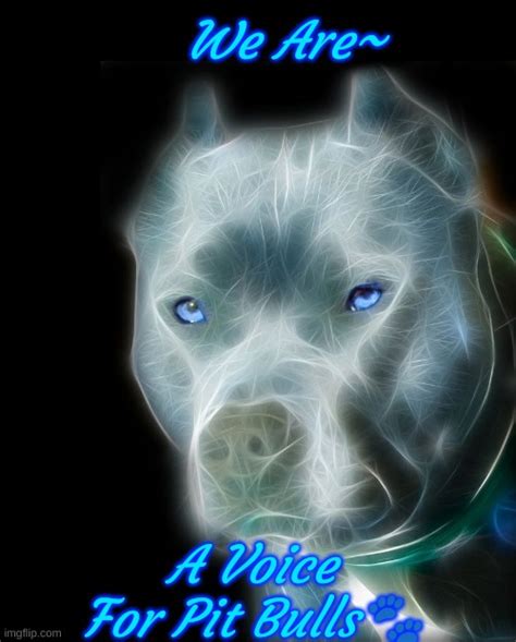 A Voice For Pit Bulls Imgflip