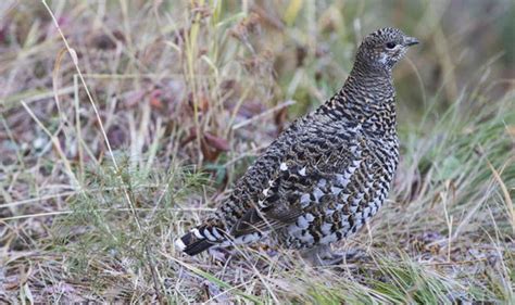 Top 10 Facts About Grouse Uk