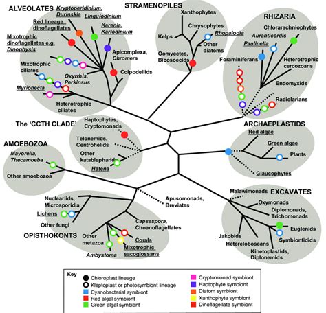 The Distribution Of Photosynthesis Across The Eukaryotes A Tree Of The