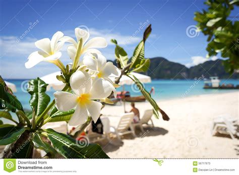 Plumeria Flower On Tropical Beach Background Stock Image