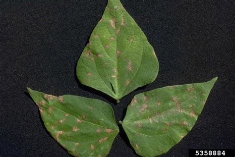 Bean Angular Leaf Spot Phaeoisariopsis Griseola