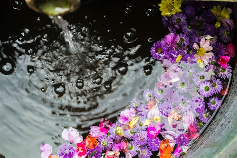 Flowers Floating On Water · Free Stock Photo