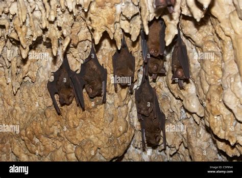 Horseshoe Bats Rhinolophus Hipposideros Roosting In The Bat Cave Near