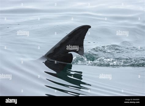 Basking Shark Fin Stock Photo Alamy