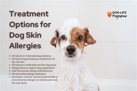 What Are Dog Skin Allergies And How Are They Treated