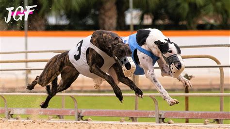 British Greyhound Dog Race Track Racing Distance 695m Youtube