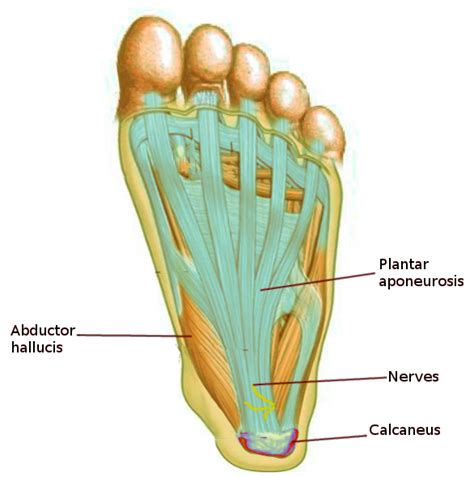 Anatomy, Fascia Article