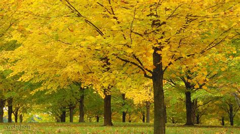 Maple Trees Acer State Park Vermont Tree Hd Wallpaper Yellow Tree