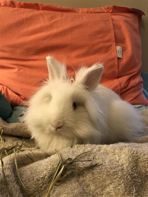 Adopted My First Bunny Today Double Maned Bew Lionhead Rlionhead