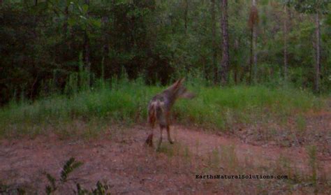 Coyotes In Alabama Earths Natural Solutions