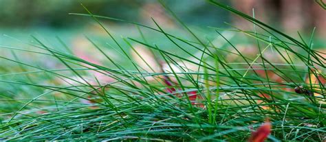 Green Grass With Red Flowers In The Background