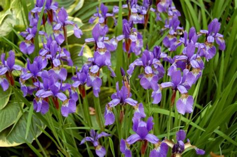 But they're not just practical—many perennials are easy to care for; 10 Best Perennial Plants for Anyone's Garden | Dengarden