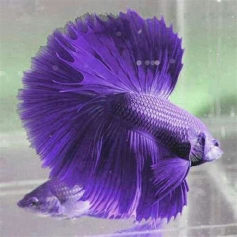 5 Most Beautiful Betta Fish In The World Pet Lovers Should Know