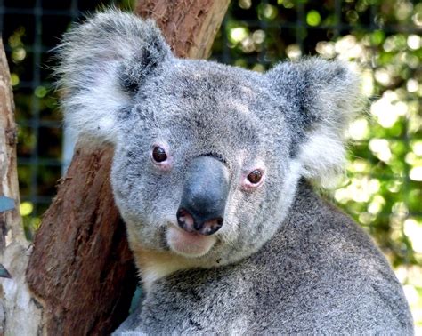 कोआला से जुड़े कुछ रोचक तथ्य Koala Facts In Hindi