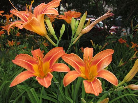 Lovely Orange Day Lilies Day Lilies Lily Flower Daylilies