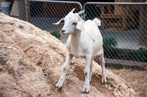 Amazing Facts About Goats From Goats On The Roof