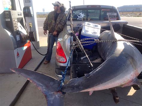 Things that make you go aww! Florida Angler Catches 805-Pound Potential World Record Mako - Game & Fish