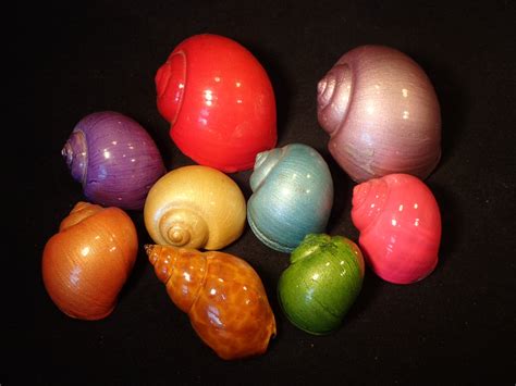 Hermit Crab Shells Painted One Colour Seashells Polished Carved