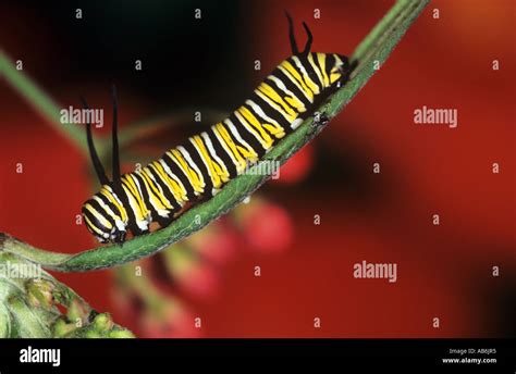 Monarch Butterfly Danaus Plexippus Caterpillar Stock Photo Alamy