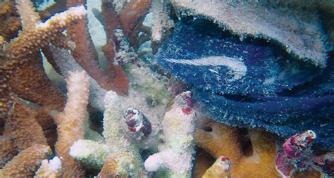 Coral reefs get sick from plastic waste from Thailand to ...