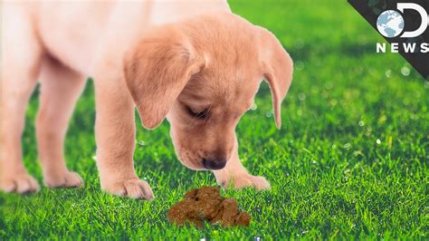 The puppies tend to get their paws and faces covered in the mush. Why do dogs eat poops? - Jayne's Blog