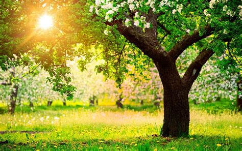 Trees Grass Flowers Sunny Day Wallpapers Trees Grass