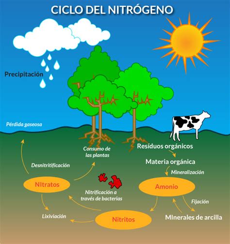 Ciclo Del Nitrógeno Energía Y Consumo De Substancias Fundamentales 16i