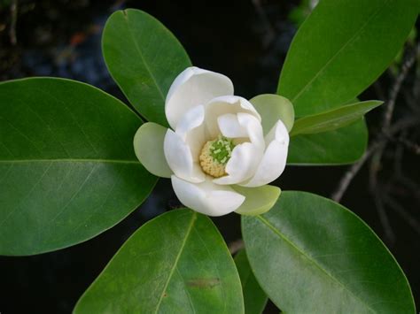 Sweet bay bright beginnings was developed by. Magnolia virginiana (Sweetbay magnolia) (Magnolia glauca)