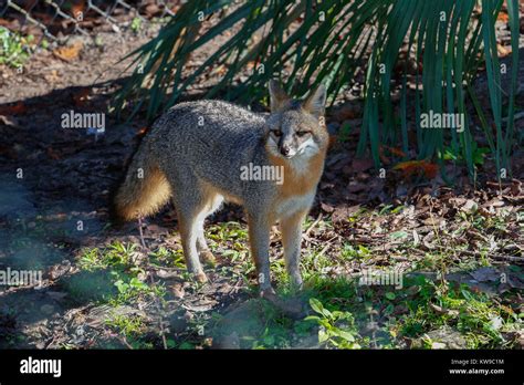 North American Gray Fox Hi Res Stock Photography And Images Alamy
