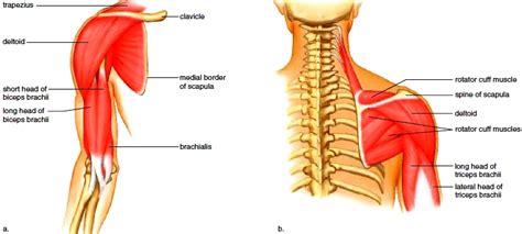 Muscles Of The Shoulder Muscles Of The Arm Muscles Of The Forearm