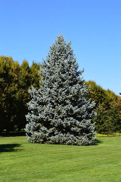 Everything About Growing Blue Spruce Tree Blue Spruce