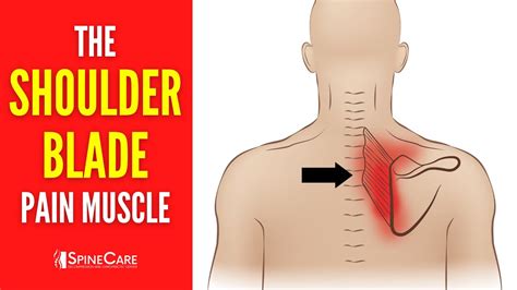 The Shoulder Blade Pain Muscle The Best Way To Release It For Instant