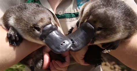 Baby Platypus Twins Take Their First Swim At Healesville Sanctuary