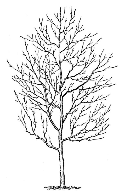 Download Snow covered branches clipart - Clipground