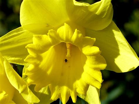 Daffodil Close Up This Was Taken In My Garden But Sometim Flickr