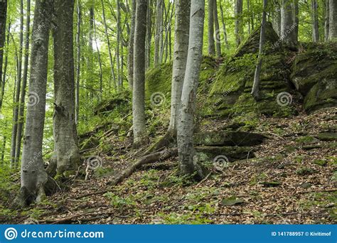 Ancient Beech Forest On The Slopes Stock Image Image Of Forest