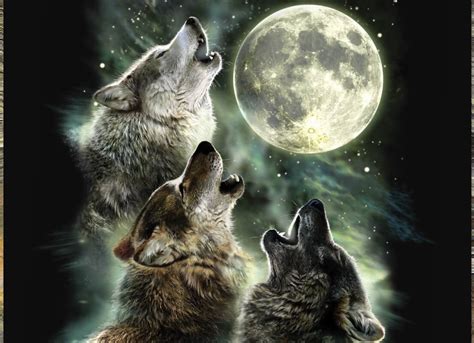 Three Wolf Moon Ubicaciondepersonascdmxgobmx