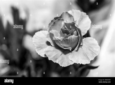 Carnation Garden Black And White Stock Photos And Images Alamy
