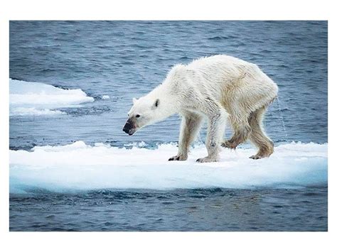 Polar Bears Near Extinction Actually Better Than For 100 Years
