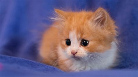 Orange White Tabby Cat Kitten On Soft Purple Cloth Hd Kitten Wallpapers