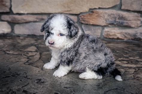 Mini Sheepadoodle Puppies For Sale Peepsburgh