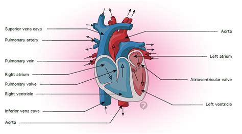 Pulmonary Artery Definition