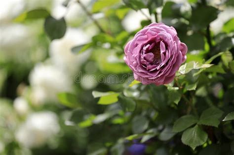 Single Purple Rose Stock Photo Image Of Sunny Single 219245210