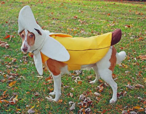 Jager Banana Dog Costume Dog Halloween Spirit Halloween Food Costumes