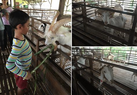 • tours for students and children; Chill Out, Have Fun, and Explore Sri Tanjung Leisure Farm ...