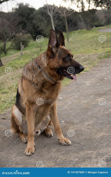 German Shepherd Dog Walking At The Park Stock Image Image Of Nature