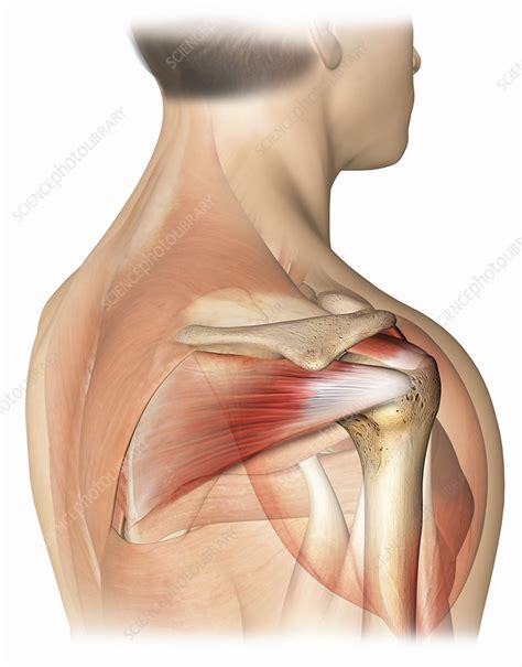 Abduction of arm, stabilization of the humeral head in the glenoid cavity. right shoulder rotator cuff anatomy - Stock Image - C022/4777 - Science Photo Library