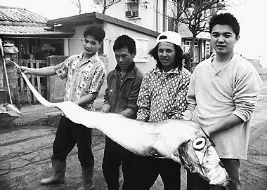 臺灣發生地震了。 / 台湾发生地震了。 ― táiwān fāshēng dìzhèn le. 花莲渔民捕获"地震鱼"(图)