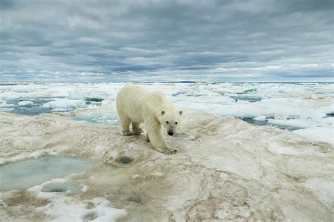 Polar Bear On Hudson Bay Sea Ice Canada By Paul Souders