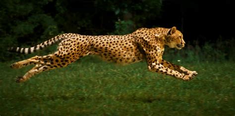 Incredible Slow Motion Film Captures Cheetahs Running At 60mph